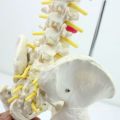 SPINE08 12381 Medical Science Table Display Flexible Spine Skeleton Education Model Pelvis and Half Leg